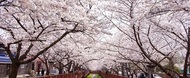 경남 진해군항제 / 04.01 ~ 04.10