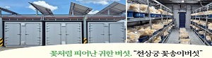 천상궁꽃송이버섯2