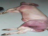 경기 파주서 국내 첫 돼지열병 발생에 양돈농가 ‘비상’