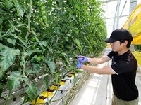 무주군, 대추방울토마토 실증 재배 