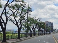 전주시, 가로수 정비하여 시민 불편 해소한다.
