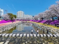 순창군, 양지천 일대에 여름·가을꽃 식재