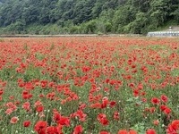 정읍시 경관농업지구, 보랏빛·붉은빛 꽃물결 장관