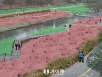 서울시 양재천에 핑크뮬리 정원 조성