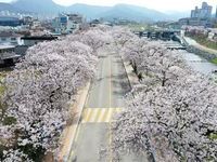 정읍시, 2024 벚꽃축제 28일 개최