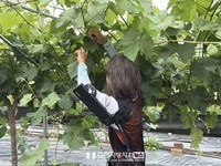 충남, 웨어러블 로봇 보급으로 농업인 어깨 부담 줄인다