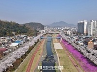 정읍시, 4월 3일 2026 벚꽃축제 개막