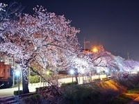 정읍시, '2025 정읍벚꽃축제' 4월 4일 개막
