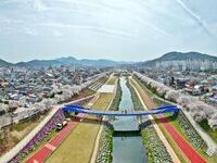 정읍시, 4월 3일~5일 ‘2026 벚꽃축제’ 개막