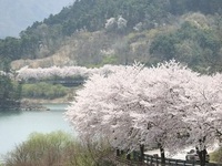 임실군, 출렁다리 아래 벚꽃 장관 옥정호 벚꽃축제 4월11일 개막