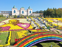 임실치즈테마파크, 국화꽃 화분 3만개 화려한 장식