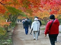 정읍시, ‘2026년 내장산 단풍철 행락질서 확립 대책' 추진 