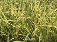 정부 쌀 목표가격 제시, 자유한국당도 강력 반발 
