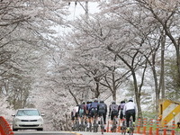 임실 방문의 해, 첫 번째 축제… 옥정호 벚꽃축제 5일 개막