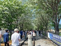 전주시, 팔복동 철길 이팝나무꽃 구경가세!