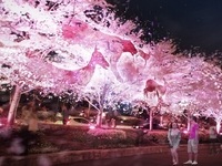 인천에 가면 ‘벚꽃 은하수길’이 있다