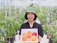 임실군에서 애플망고가? 기후변화 대응 아열대 과수 수확 한창