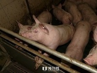 경기도, 소규모 양돈농가 돼지 전량 수매한다