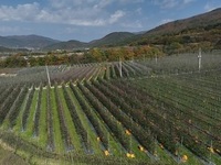 경북도, 과실전문생산단지 기반조성 전국 13개소 중 12개소 선정