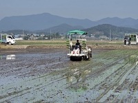 정읍시, 기후변화 대응 맞춤형 신품종 쌀 ‘달하미’ 첫 모내기 실시