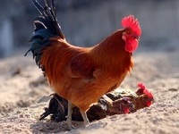 닭고기 ‘원가 2천원’ 유통비 57% 붙어 소매가 4600원