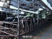 충북, 전국 젖소 능력 평가서 ‘최고’