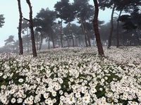 정읍시, '제19회 정읍 구절초 꽃축제' 개최 예정 