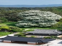 고창군 아산면 중월리 '이팝나무', 2025 올해의 나무 선정! 