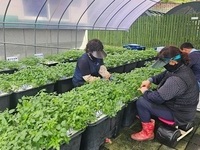 경로당도 스마트팜 시대!
