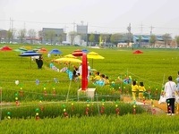 군산시, 봄 맞아 지역 대표 농업축제 '군산꽁당보리축제' 개최 