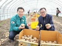 권익현 부안군수, 동진면 부안노을감자 수확현장 방문