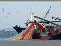 어획쿼터량 턱없이 부족…잡힌 참다랑어 놔줘야 할 판