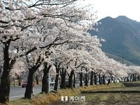 계룡산,중부권 최대 벚꽃 군락지