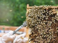 순창군, 이상 기온 꿀벌 폐사에 양봉농가 지원한다 