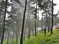 정읍시, 5억원 투입해 소나무재선충병 방제