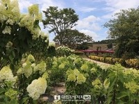  고창군 꽃정원, 수국 등 여름꽃 만개