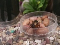 미래 먹거리 전북 곤충산업 ‘찬밥신세’