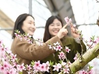 남원 명품 시설 복숭아, 봄을 알리는 복사꽃 만개