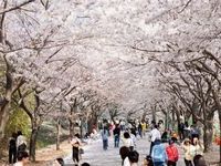 고창군, 제2회 고창 벚꽃 축제 열린다.