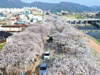 벚꽃으로 물든 정읍,  3월 28일~4월 1일 벚꽃축제 개최