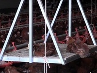 50㎡ 넘는 닭‧오리 사육농장 CCTV 설치 의무화한다