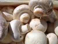 양송이버섯, 인삼보다 낫네… 충남 농산물 소득 ‘1위’