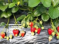 충남, 비타민C 풍부한 딸기 ‘비타베리’ 개발
