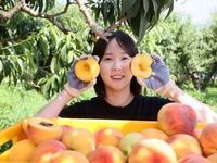 고당도·고품질 명품 임실N복숭아 전국에 본격 출하
