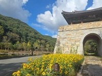 김제시, 모악산도립공원 곳곳에 해바라기 식재 