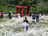 정읍시, ‘제19회 구절초 꽃축제’ 판매장 운영자 모집