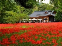 고창군, 선운산 꽃무릇 이번 주말부터 절정!