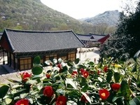 고창군, 선운사동백나무숲 동백꽃 개화 시작 