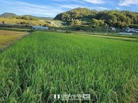 여수시, 2024년 가루쌀 생산단지 육성 공모사업 선정