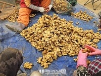 충남도 농기원, 씨생강 하나가 수확을 바꾼다!